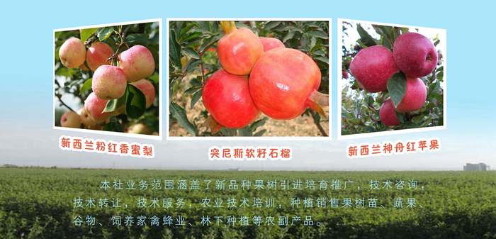 咨询电话:15538027756 主要业务涵盖:新品种果树推广,果树苗培育,果树苗销售,农副产品销售,突尼斯软籽石榴,新西兰粉红香蜜梨,神州红苹果,柴鸡蛋,杂粮礼盒批发等 咨询电话:15538027756 主要业务涵盖:新品种果树推广,果树苗培育,果树苗销售,农副产品销售,突尼斯软籽石榴,新西兰粉红香蜜梨,神州红苹果,柴鸡蛋,杂粮礼盒批发等
