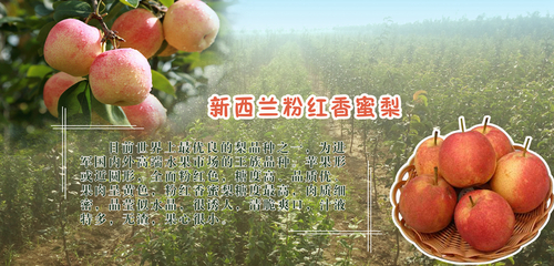 荥阳市广武山林果专业合作社自2005年成立以来先后获得“郑州市标准化合作社”“河南省省级示范合作社”“河南十佳科技型最具创新力企业”“荥阳十佳农民合作社”。咨询电话:15538027756 主要业务涵盖:新品种果树推广,果树苗培育,果树苗销售,农副产品销售,突尼斯软籽石榴,新西兰粉红香蜜梨,神州红苹果,柴鸡蛋,杂粮礼盒批发等 荥阳市广武山林果专业合作社自2005年成立以来先后获得“郑州市标准化合作社”“河南省省级示范合作社”“河南十佳科技型最具创新力企业”“荥阳十佳农民合作社”。咨询电话:15538027756 主要业务涵盖:新品种果树推广,果树苗培育,果树苗销售,农副产品销售,突尼斯软籽石榴,新西兰粉红香蜜梨,神州红苹果,柴鸡蛋,杂粮礼盒批发等