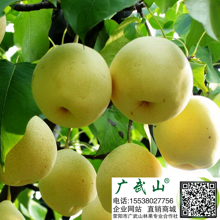 ,梨树梨树苗,河南苗,优质梨树苗,新品种梨树苗,梨树苗基地,梨树基地,梨树批发,果树苗,果树苗木,河南果树苗,河南果树苗木 ,梨树梨树苗,河南苗,优质梨树苗,新品种梨树苗,梨树苗基地,梨树基地,梨树批发,果树苗,果树苗木,河南果树苗,河南果树苗木
