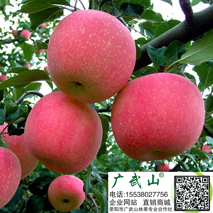 苹果树,矮化苹果树苗矮化苹果树栽培技术及管理方法 苹果树,矮化苹果树苗矮化苹果树栽培技术及管理方法