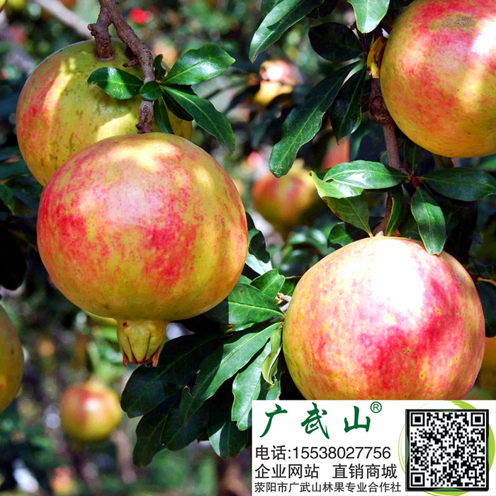 <a target=_blank href='http://www.xingyangguangwushan.com/h-pd-100-0_328_13_-1.html'><a target=_blank href='http://www.xingyangguangwushan.com/h-pd-100-0_328_13_-1.html'>石榴</a></a>苗基地荥阳市广武山林果专业合作社的软籽<a target=_blank href='http://www.xingyangguangwushan.com/h-pd-100-0_328_13_-1.html'><a target=_blank href='http://www.xingyangguangwushan.com/h-pd-100-0_328_13_-1.html'>石榴</a></a>果实累累 <a target=_blank href='http://www.xingyangguangwushan.com/h-pd-100-0_328_13_-1.html'><a target=_blank href='http://www.xingyangguangwushan.com/h-pd-100-0_328_13_-1.html'>石榴</a></a>苗基地荥阳市广武山林果专业合作社的软籽<a target=_blank href='http://www.xingyangguangwushan.com/h-pd-100-0_328_13_-1.html'><a target=_blank href='http://www.xingyangguangwushan.com/h-pd-100-0_328_13_-1.html'>石榴</a></a>果实累累