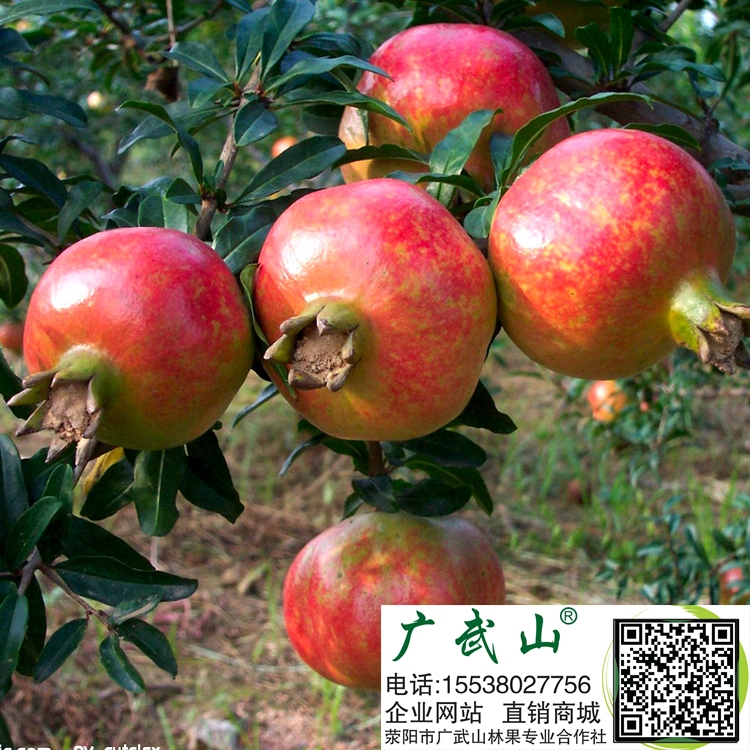 ,优质石榴树,软籽石榴苗批发,石榴基地,河南果树苗木,果树苗批发,果树基地 ,优质石榴树,软籽石榴苗批发,石榴基地,河南果树苗木,果树苗批发,果树基地