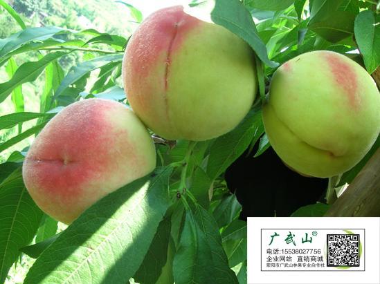 中万寿桃,晚熟桃子,桃子新优品种 中万寿桃,晚熟桃子,桃子新优品种