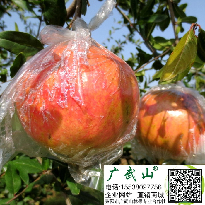 突尼斯软籽<a target=_blank href='http://www.xingyangguangwushan.com/h-pd-120-0_328_114_-1.html'>石榴</a>苗批发基地荥阳 突尼斯软籽<a target=_blank href='http://www.xingyangguangwushan.com/h-pd-120-0_328_114_-1.html'>石榴</a>苗批发基地荥阳